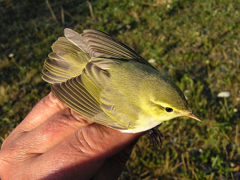 Wood Warbler, Sundre 20080731